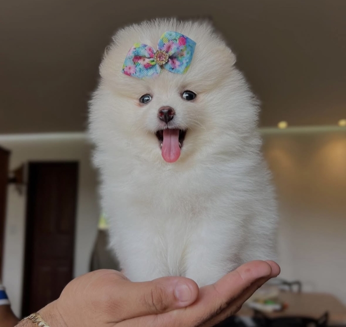 Spitz nain Loulou de Pomeranie