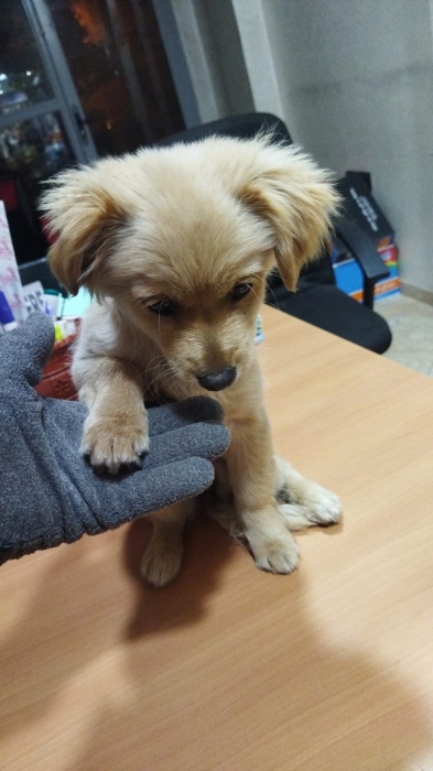 chien petit race chi-poo caniche