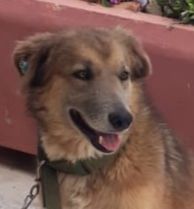 Aidi berger de l'Atlas