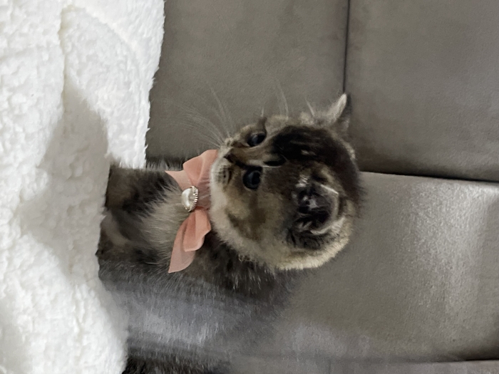 Femelle scottish blotched black golden