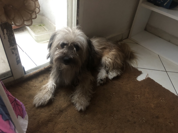 Bichon havanais caniche croisé vacciné