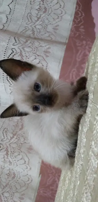 Un siamois à vendre