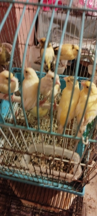 2 couple canari et 4 chnaber perruche couleur differant