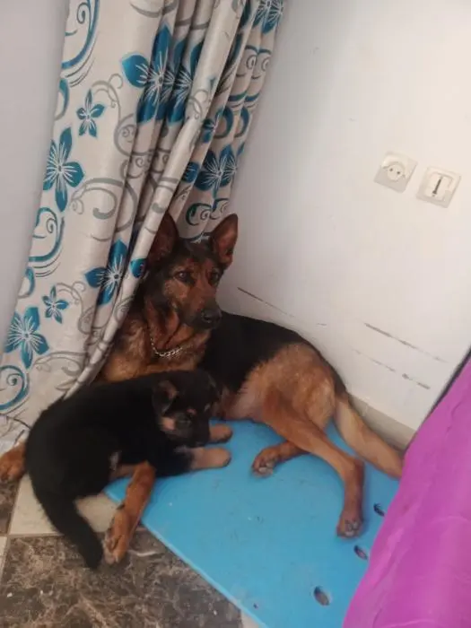 Femelle berger allemand