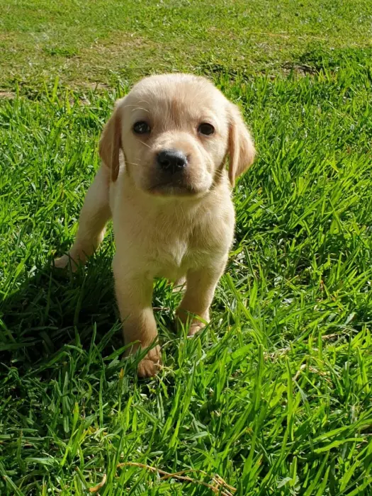 chiots labrador