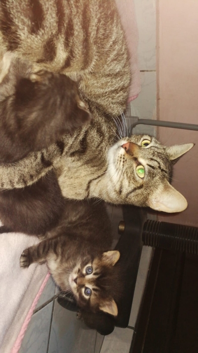 ! Chatons a robe Norvégienes gratuit ! 🐾