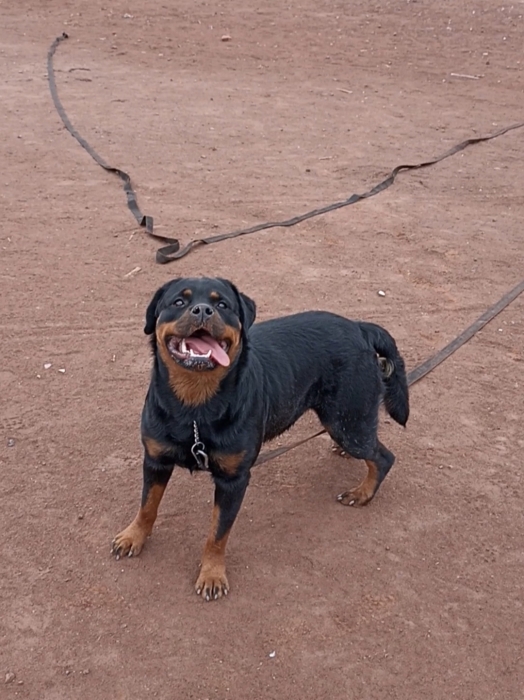 Chiot rottweiller