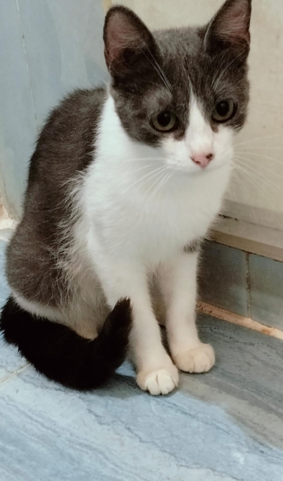 **À ADOPTER : Deux Chatons à Marrakech**