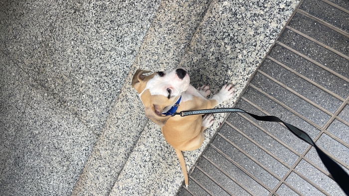 American bully/dogue argentin