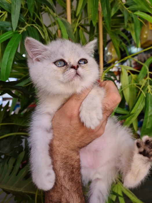 Persan exotic shorthair silver