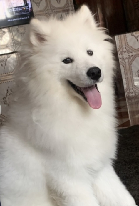 Samoyed