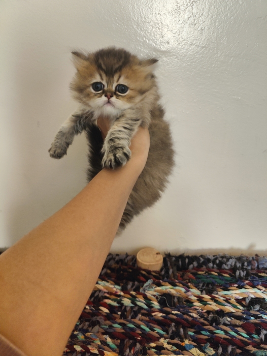 Petites femelles Chinchilla