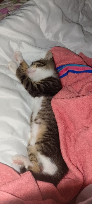 Chat 2 mois. race normale