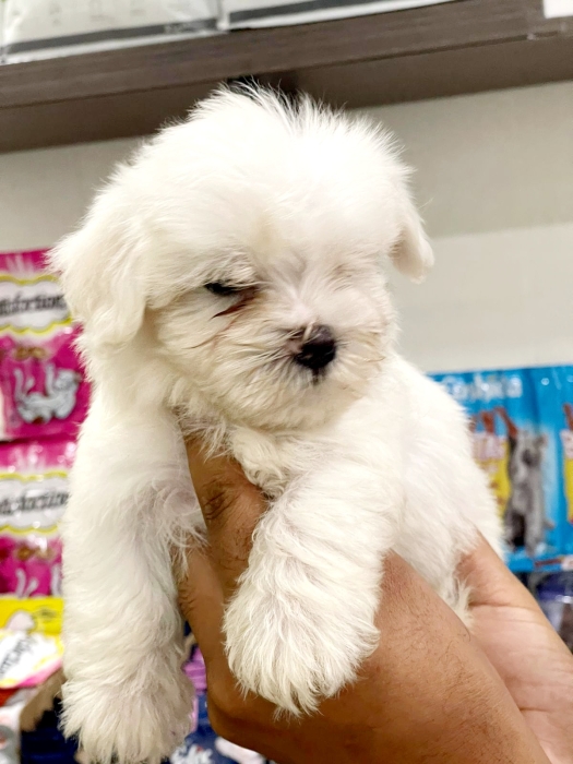 bichon maltais   petite taille