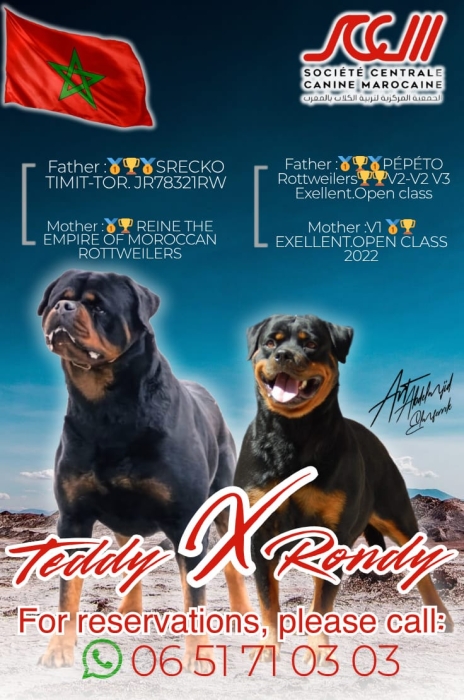 Chiots Rottweiler pedigree