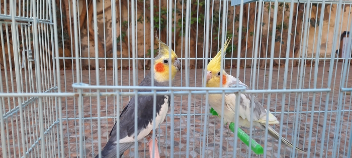 2 Calopsitte adultes