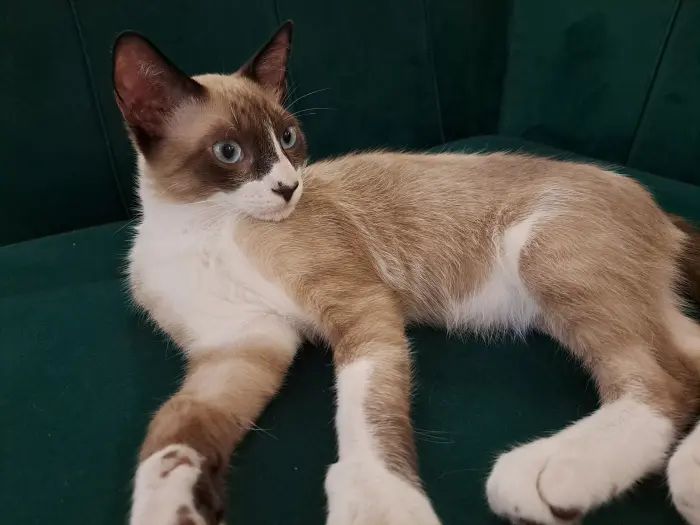 je mettrai mon chat en adoption