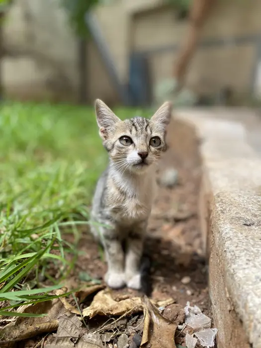 3 chatons à adopter