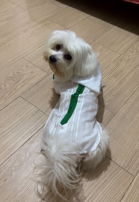 Bichon maltais naine