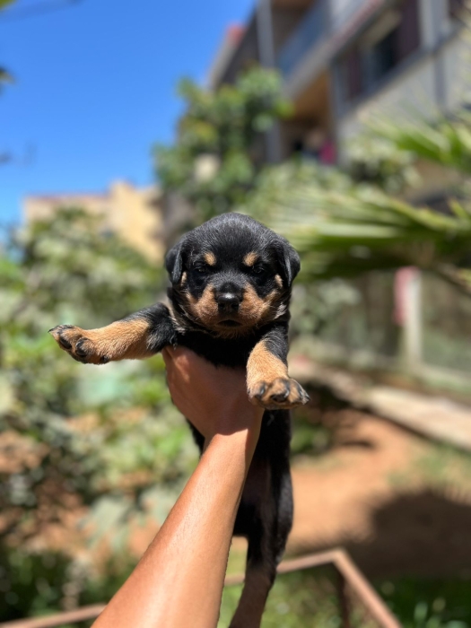 1 chiot rottweiler