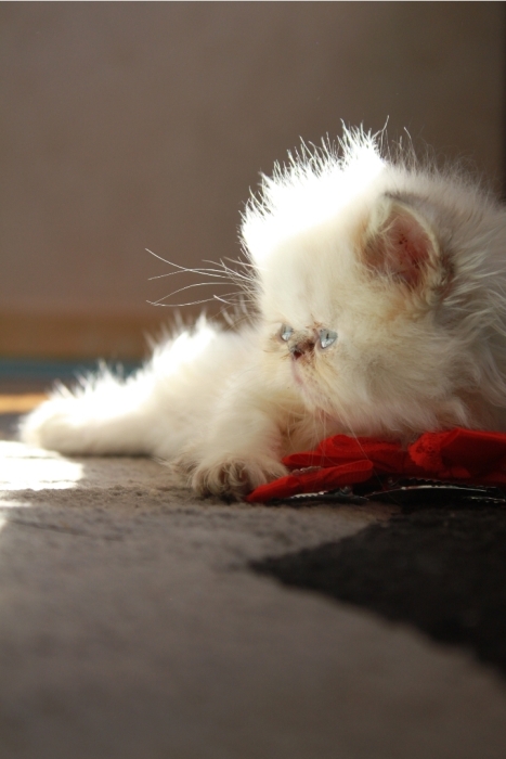 Femelle Himalayen persan