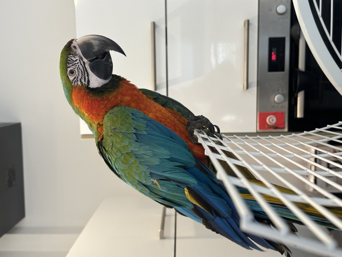 Magnifique Ara (Perroquet Ara Multicolor)