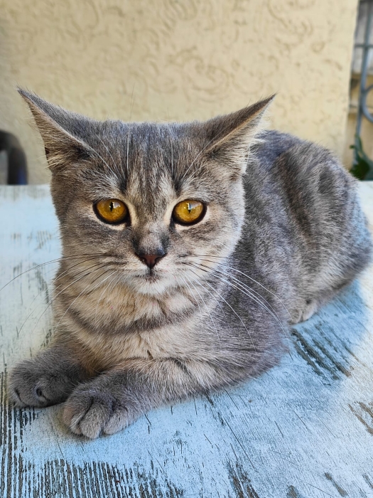 British Shorthair, mâle de 5 mois, rayures bleu/gris