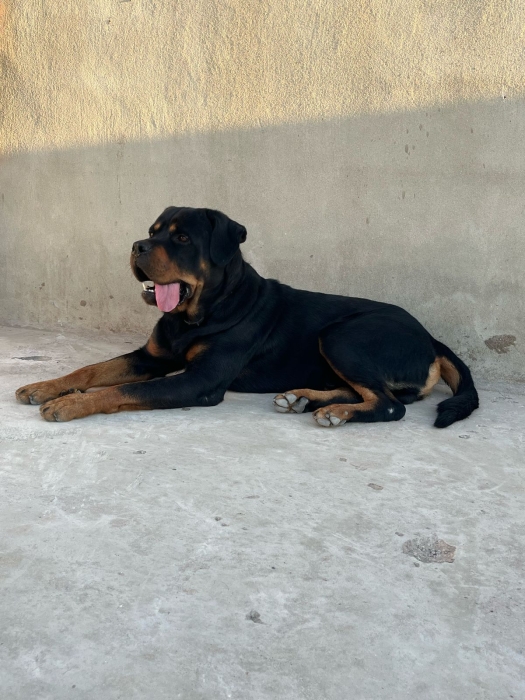 Un chien rottweiler mâle