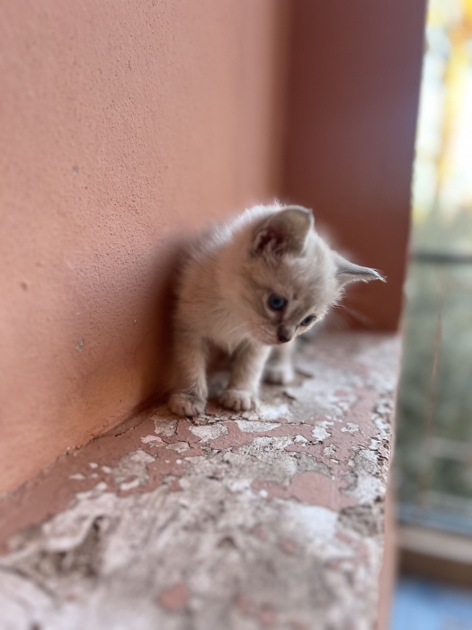 Ragdoll siamois tigree