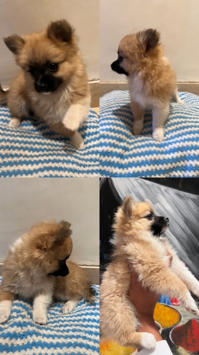 Adorables Chiots Pomchi des perles Rares