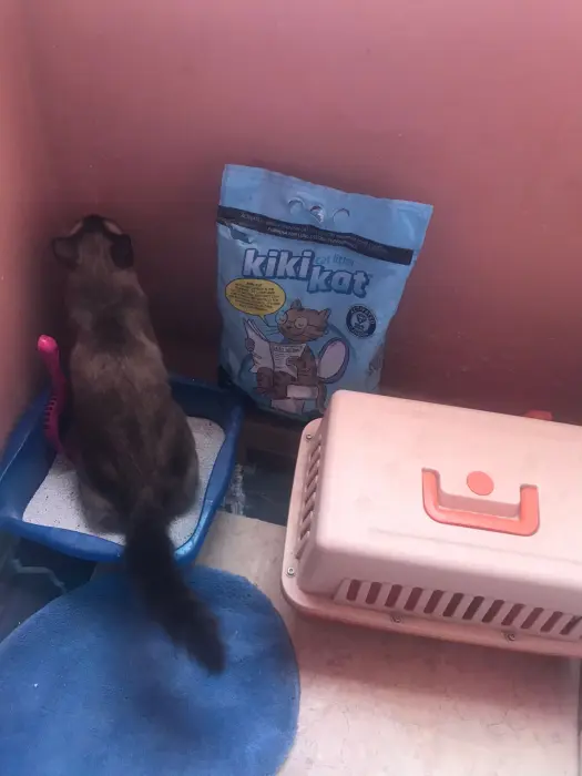 Siamois male avec cage et accessoires