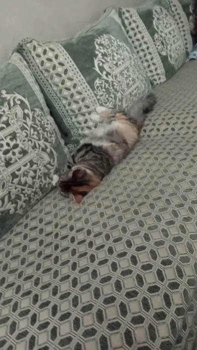 Une chat pour adopté vacciné tous