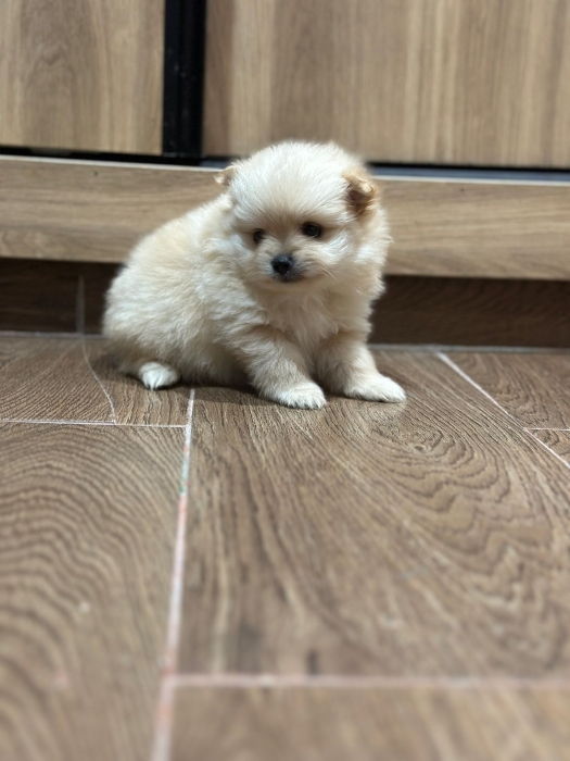 Très Beaux Chiot Spitz