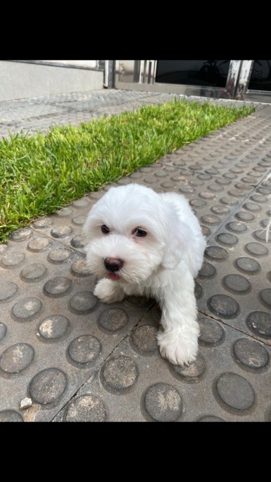 Bichon maltais