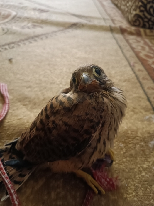 صقر الشريان