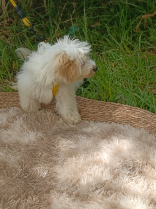 Femelle bichon maltais