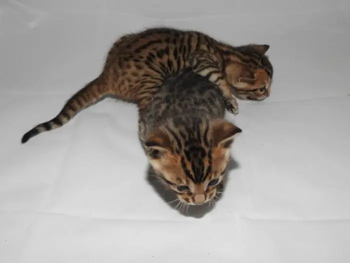 Chaton Bengal LOOF pédigrée