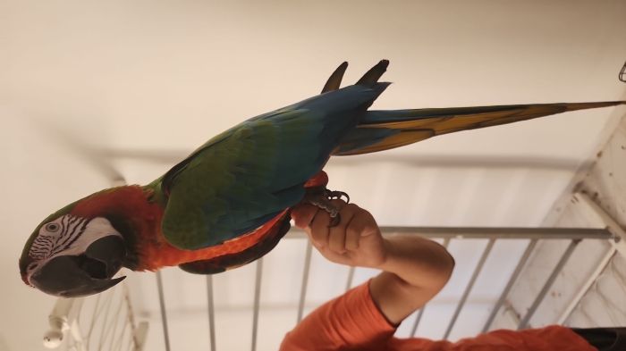 perroquet ara arlequin