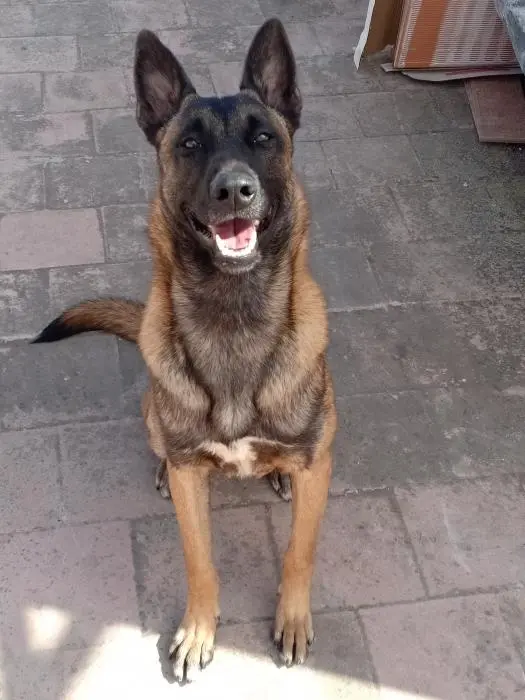 Malinois a vendre