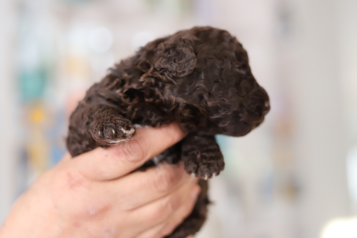 Chiots Waterdogs avec pedigree (perro de agua)