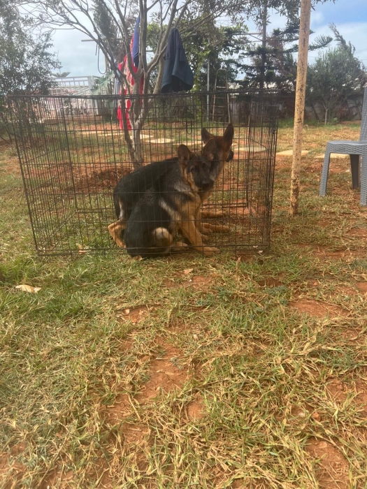 Berger Allemand 💥