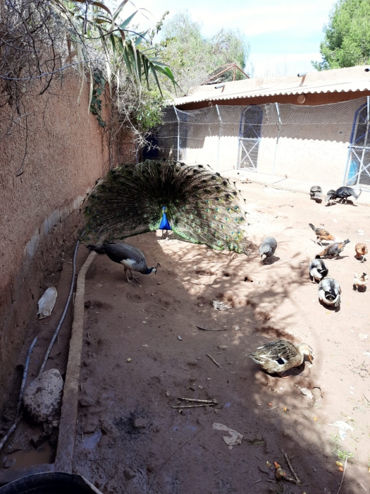 Paons mâles et femelles à vendre