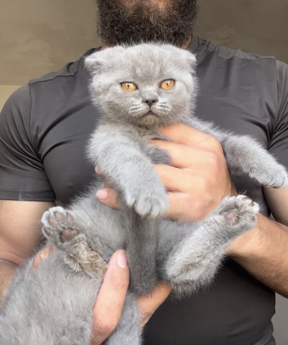 Scottish fold
