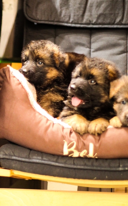 berger allemand à poils