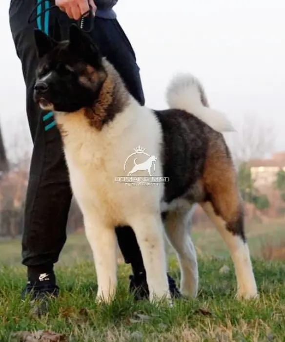 Akita americain PEDIGREE