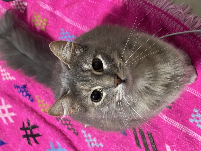 Chat femelle pour adoption