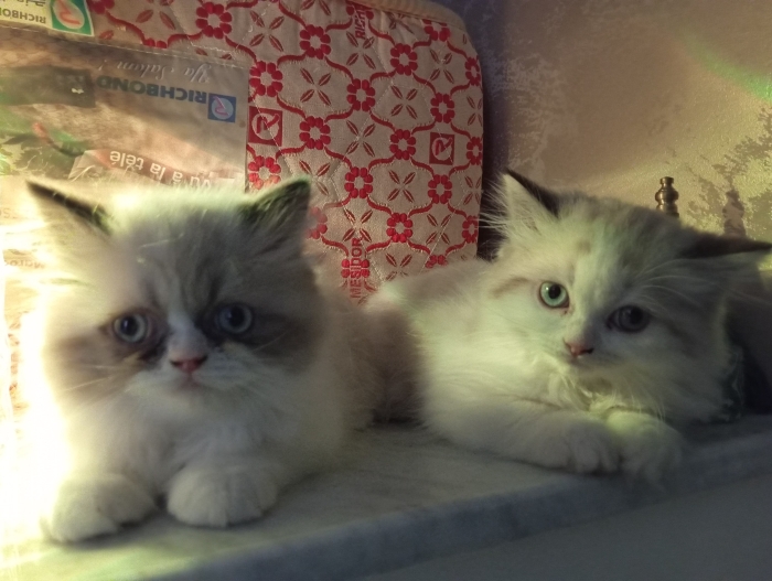 Chaton Persan Chinchilla