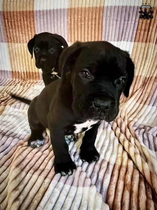 Chiot Cane corso top qualité