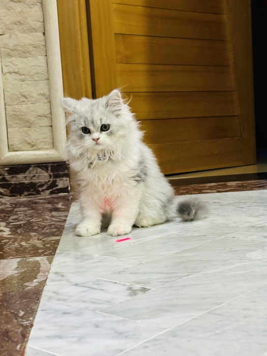 Chaton male persan 3 mois