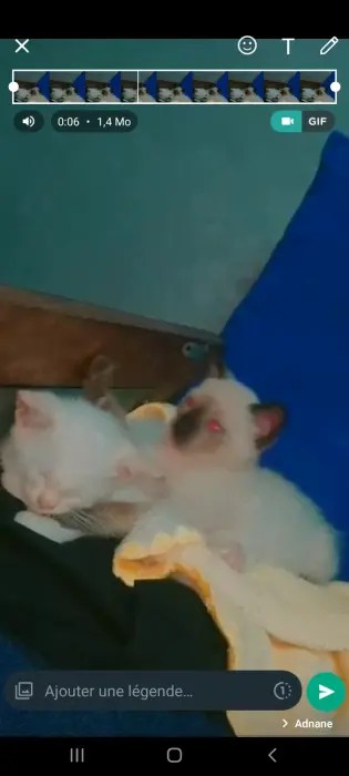 Vendre 2 angora =500 1 siamois 500 dh race pure